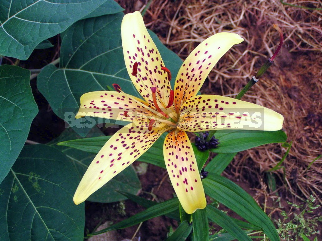 In The Kingdom Of Lilies: Features Of Asian, Eastern And Tubular Hybrids