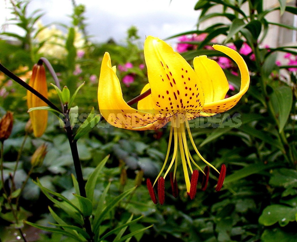 In The Kingdom Of Lilies: Features Of Asian, Eastern And Tubular Hybrids
