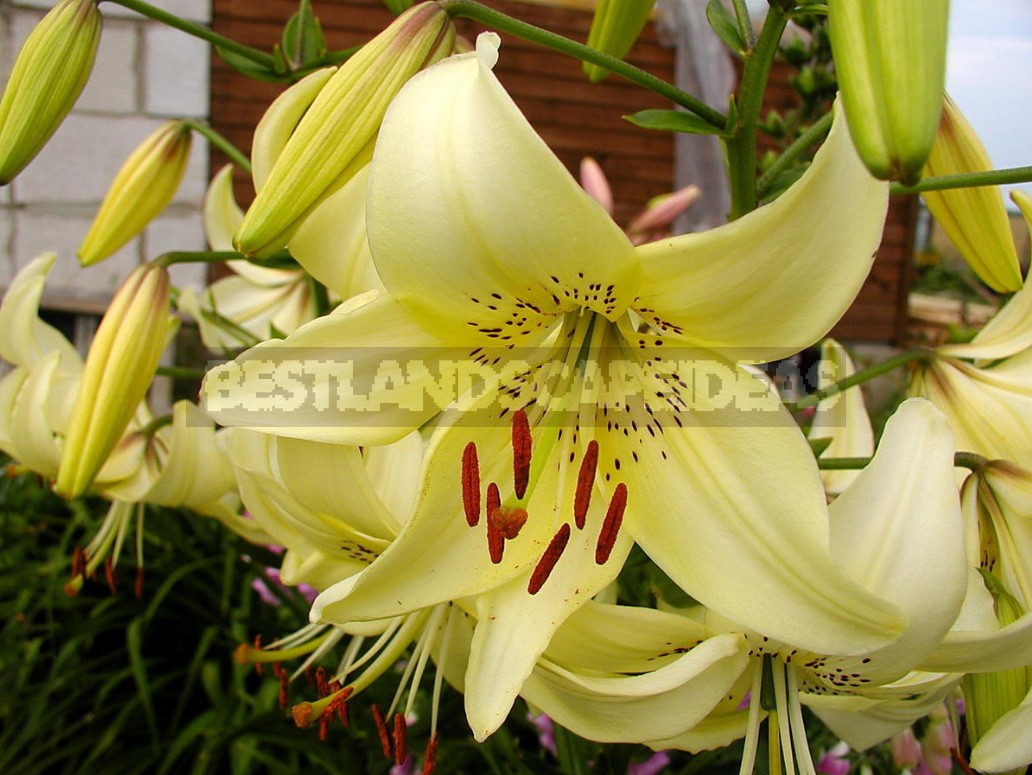 In The Kingdom Of Lilies: Features Of Asian, Eastern And Tubular Hybrids