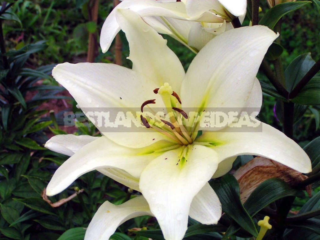 In The Kingdom Of Lilies: Features Of Asian, Eastern And Tubular Hybrids