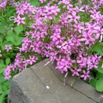 Oxalis: Ornamental Species And Malicious Weeds