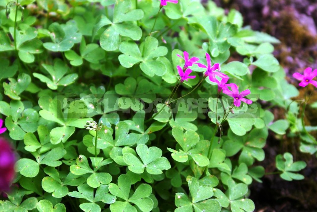 Oxalis: Ornamental Species And Malicious Weeds