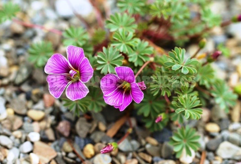 Oxalis: Ornamental Species And Malicious Weeds