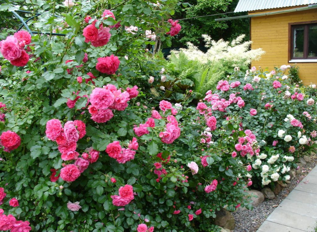 Planting Roses: How, When, And Where