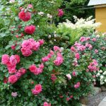 Planting Roses: How, When, And Where