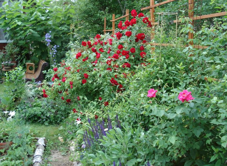 Planting Roses: How, When, And Where - Best Landscape Ideas