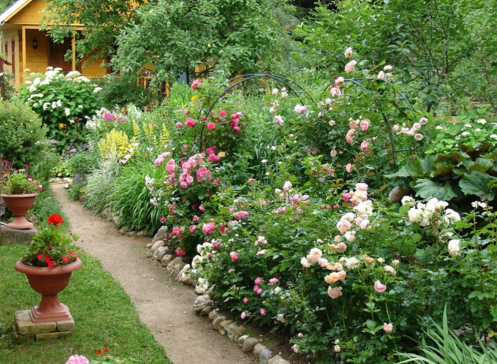 Planting Roses: How, When, And Where - Best Landscape Ideas