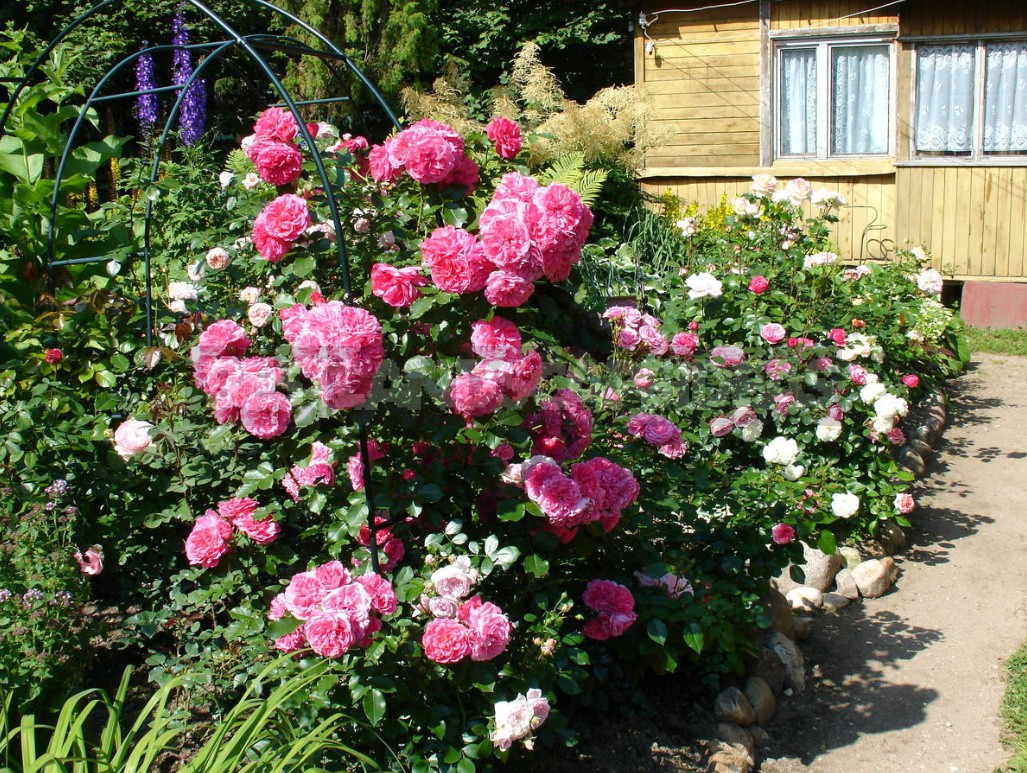 Planting Roses: How, When, And Where