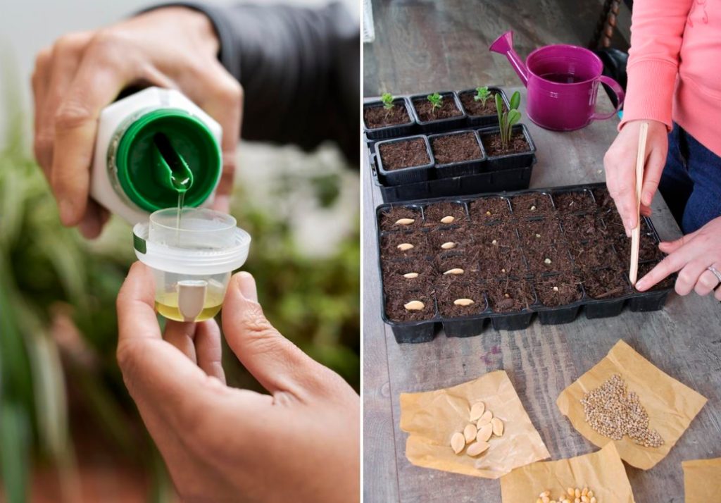 Seed Treatment Before Sowing Biological Products And Chemicals Best