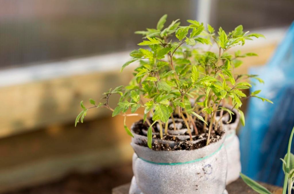 Seeding In Snails: We Understand In Detail The Most Compact Method Of Growing Seedlings