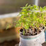 Seeding In Snails: We Understand In Detail The Most Compact Method Of Growing Seedlings