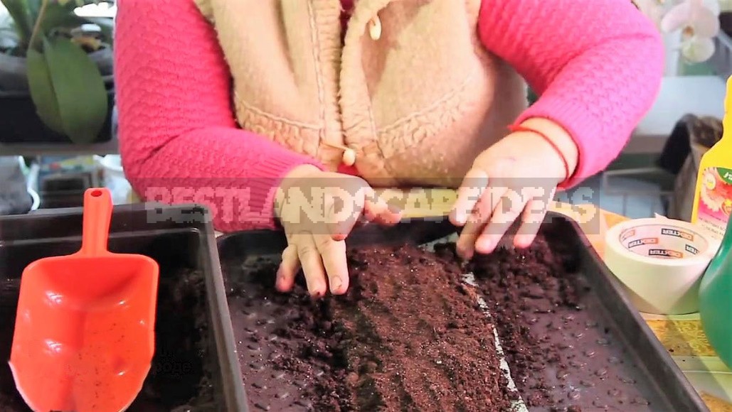 Seeding In Snails: We Understand In Detail The Most Compact Method Of Growing Seedlings