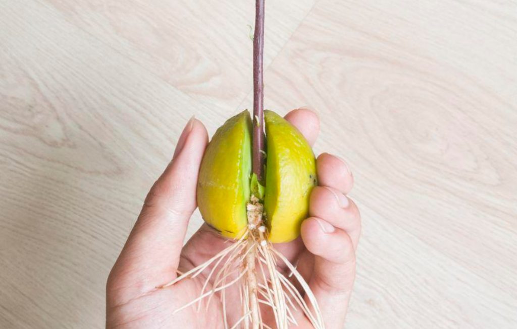 Seven Plants That Are Easy To Grow From A Bone At Home