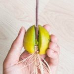Seven Plants That Are Easy To Grow From A Bone At Home