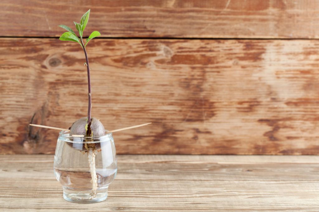 Seven Plants That Are Easy To Grow From A Bone At Home Best Landscape