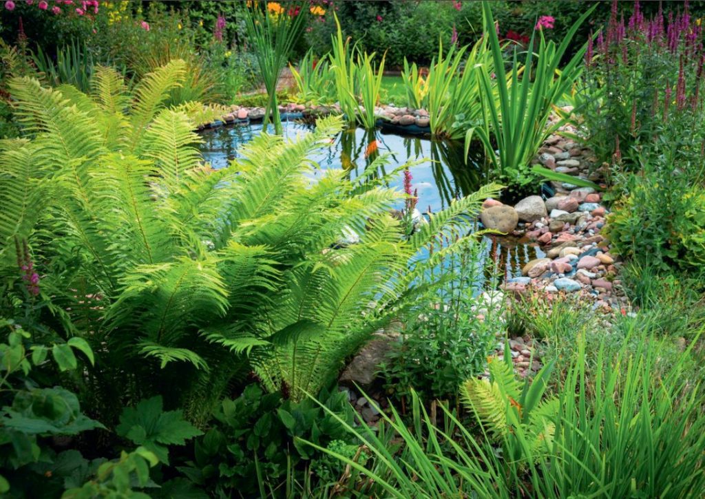 The Leaves Of a Fan: The Species Of Ferns And Their Characteristics