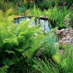The Leaves Of a Fan: The Species Of Ferns And Their Characteristics