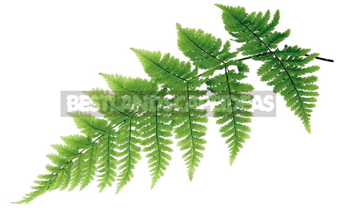 The Leaves Of a Fan: The Species Of Ferns And Their Characteristics