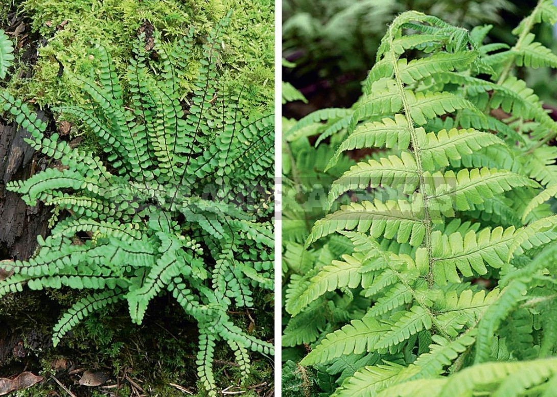 The Leaves Of a Fan: The Species Of Ferns And Their Characteristics