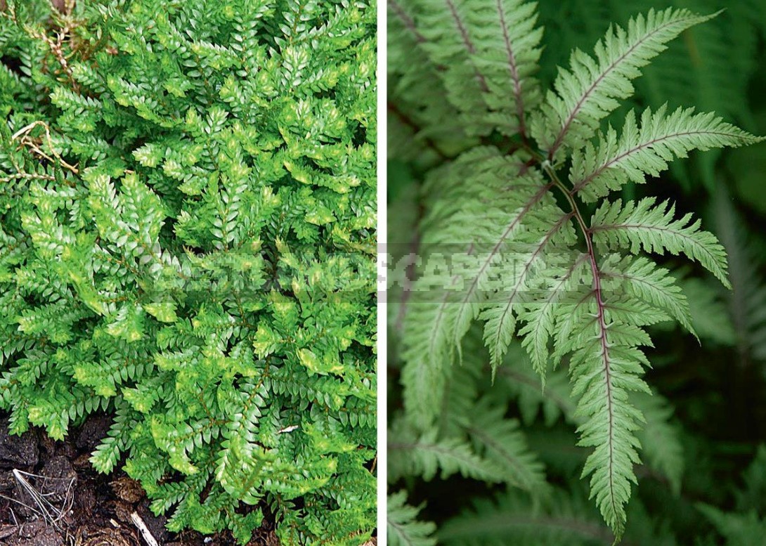 The Leaves Of a Fan: The Species Of Ferns And Their Characteristics