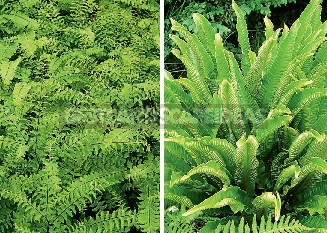 The Leaves Of a Fan: The Species Of Ferns And Their Characteristics ...