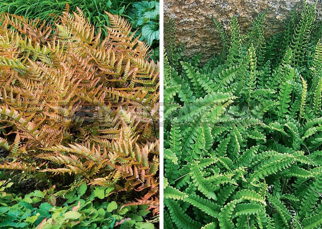 The Leaves Of a Fan: The Species Of Ferns And Their Characteristics