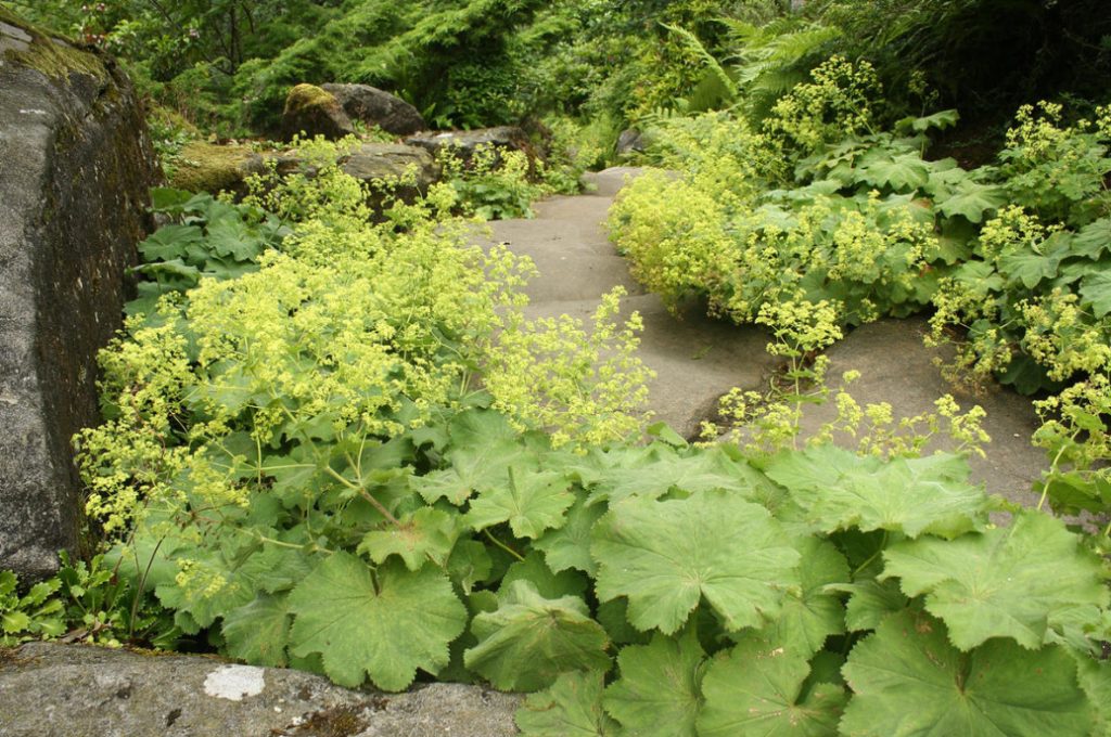 The Love For Alchemilla Is Easy To Explain – Take A Look At Their Leaves In The Early Morning
