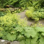 The Love For Alchemilla Is Easy To Explain – Take A Look At Their Leaves In The Early Morning