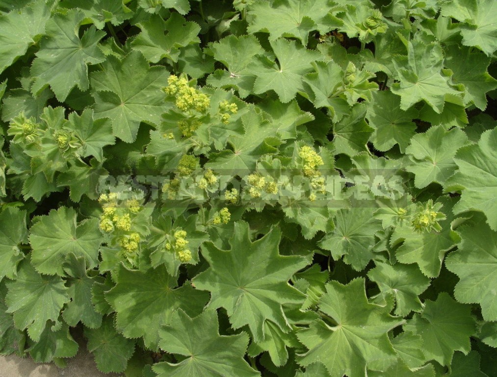The Love For Alchemilla Is Easy To Explain - Take A Look At Their Leaves In The Early Morning