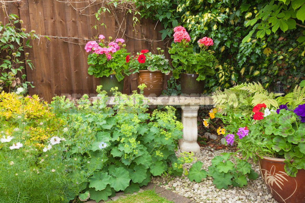 The Love For Alchemilla Is Easy To Explain - Take A Look At Their Leaves In The Early Morning