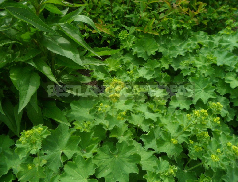 The Love For Alchemilla Is Easy To Explain - Take A Look At Their Leaves In The Early Morning