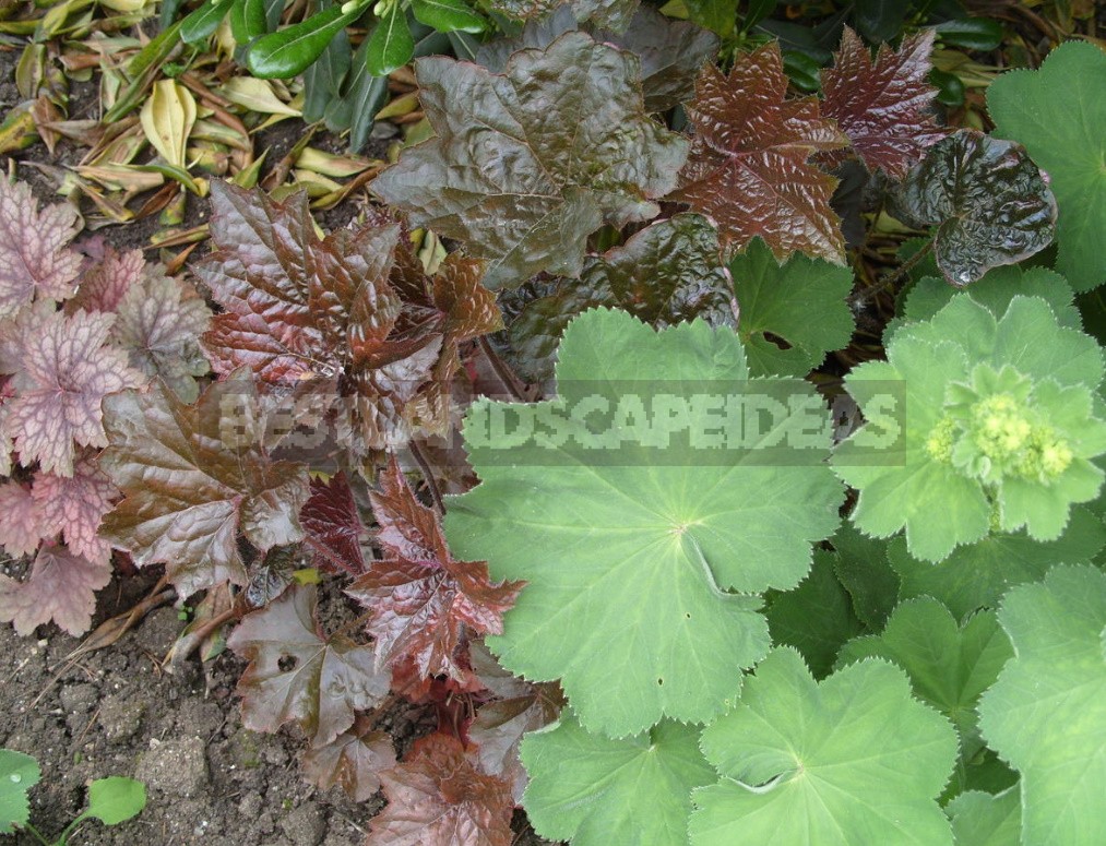 The Love For Alchemilla Is Easy To Explain - Take A Look At Their Leaves In The Early Morning