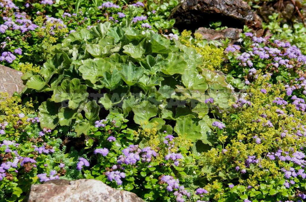 The Love For Alchemilla Is Easy To Explain - Take A Look At Their Leaves In The Early Morning