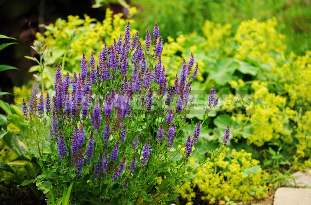 The Love For Alchemilla Is Easy To Explain - Take A Look At Their Leaves In The Early Morning