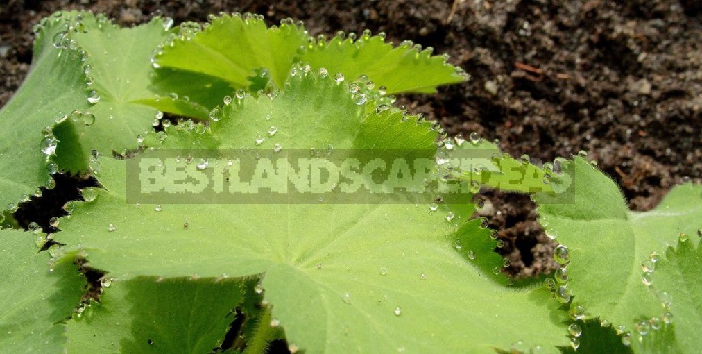 The Love For Alchemilla Is Easy To Explain - Take A Look At Their Leaves In The Early Morning