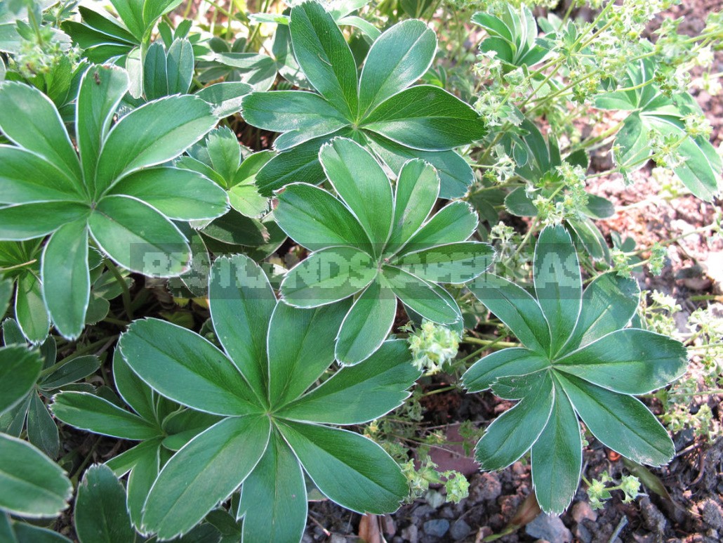 The Love For Alchemilla Is Easy To Explain - Take A Look At Their Leaves In The Early Morning