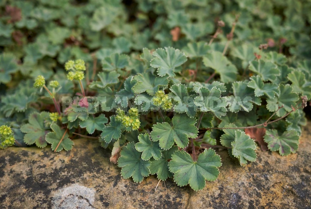 The Love For Alchemilla Is Easy To Explain - Take A Look At Their Leaves In The Early Morning