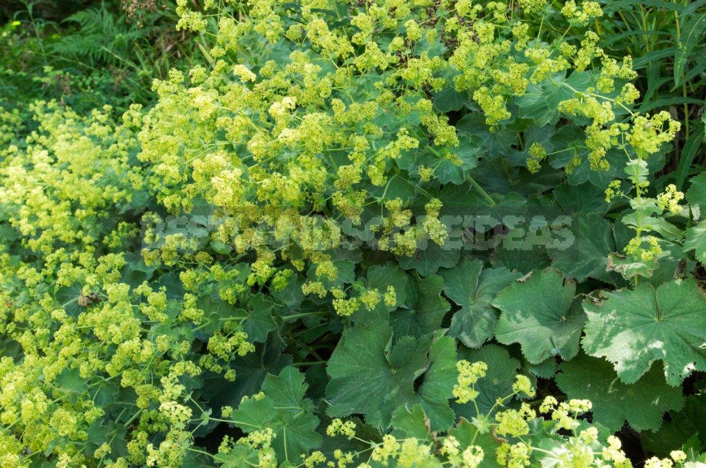 The Love For Alchemilla Is Easy To Explain - Take A Look At Their Leaves In The Early Morning