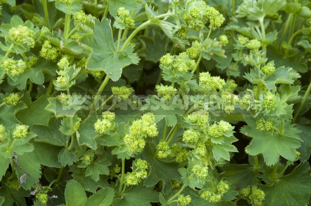 The Love For Alchemilla Is Easy To Explain - Take A Look At Their Leaves In The Early Morning