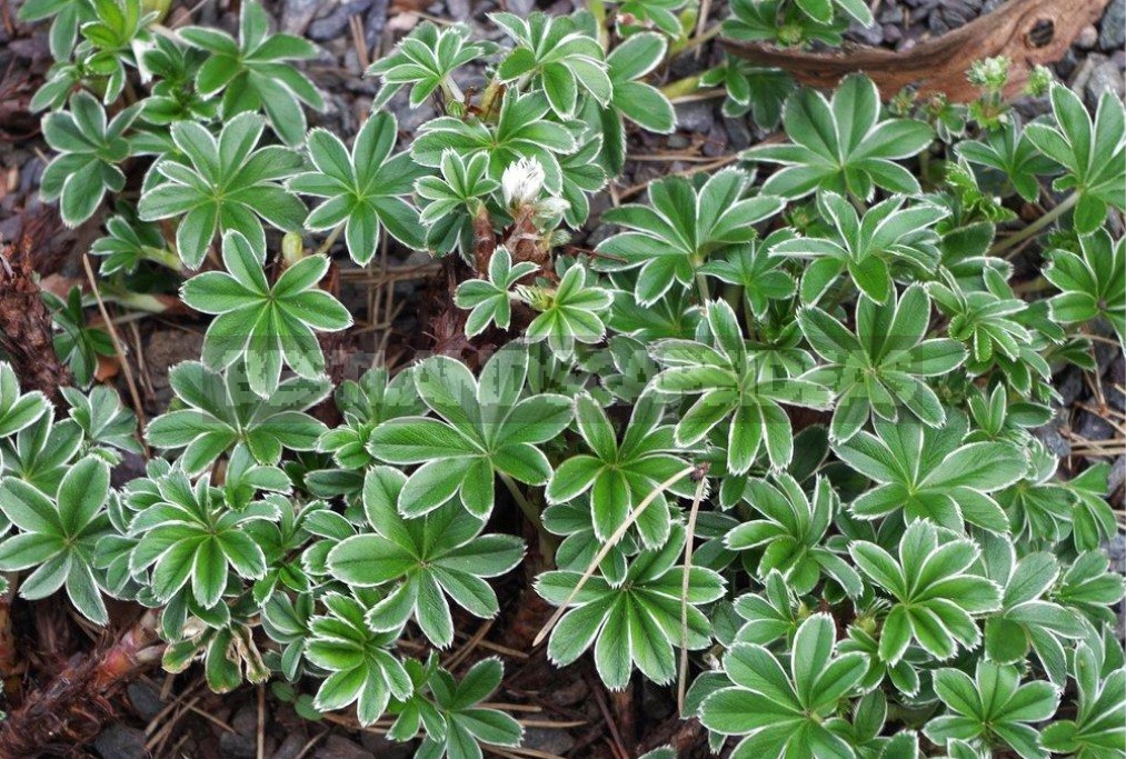 The Love For Alchemilla Is Easy To Explain - Take A Look At Their Leaves In The Early Morning