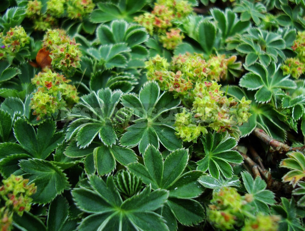 The Love For Alchemilla Is Easy To Explain - Take A Look At Their Leaves In The Early Morning