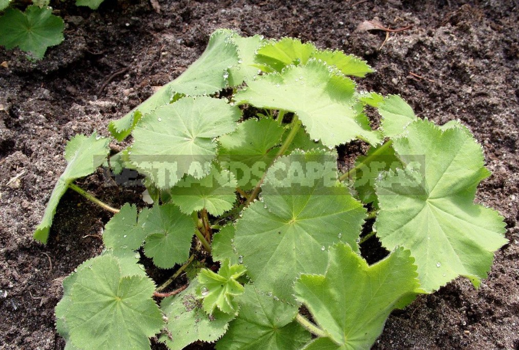 The Love For Alchemilla Is Easy To Explain - Take A Look At Their Leaves In The Early Morning