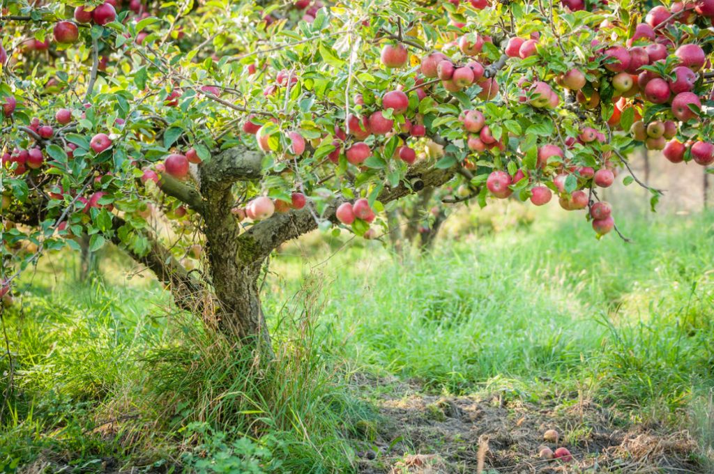 The Perfect Fruit Tree. What Should We Strive For When Forming The Crown?