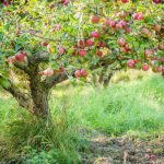 The Perfect Fruit Tree. What Should We Strive For When Forming The Crown?