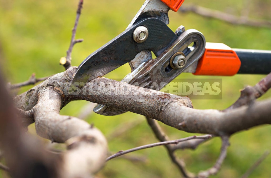 The Perfect Fruit Tree. What Should We Strive For When Forming The Crown?