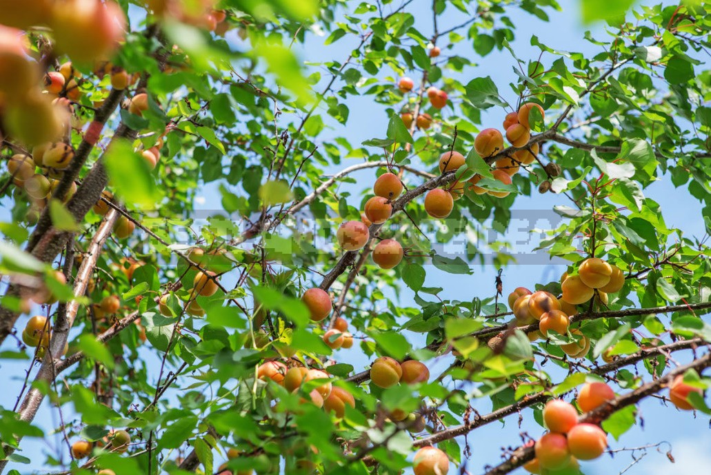 The Perfect Fruit Tree. What Should We Strive For When Forming The Crown?