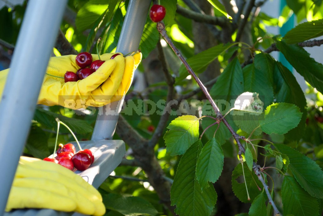 The Perfect Fruit Tree. What Should We Strive For When Forming The Crown?