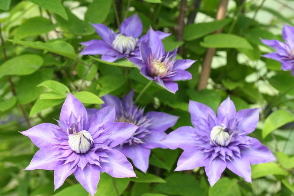 The Main Rules Of Care For Clematis