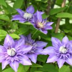 The Main Rules Of Care For Clematis