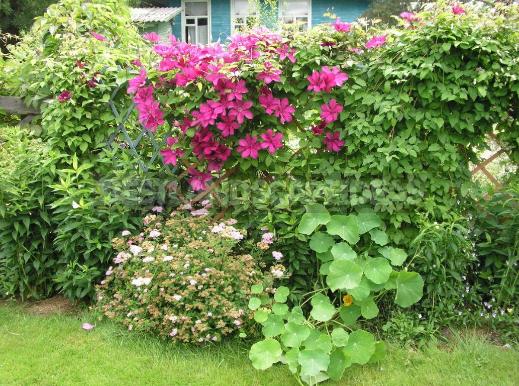 The Main Rules Of Care For Clematis